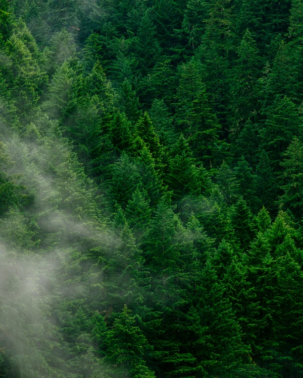 Ein Hotel in Großarl für Aktive | für Genießer | für dich Dichter Tannenwald mit Nebel zwischen den Bäumen
